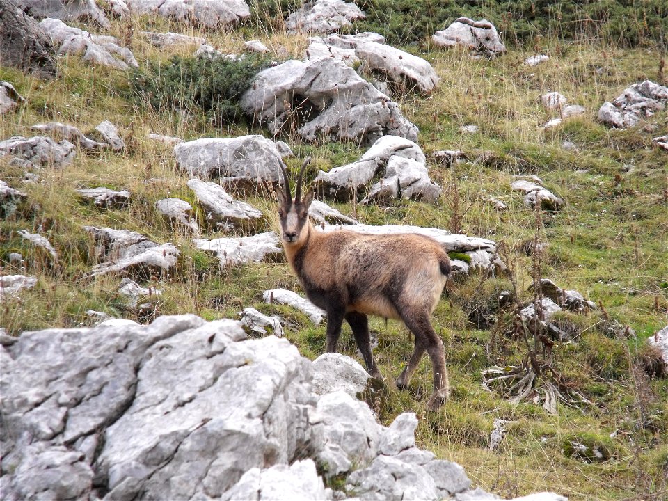 Rupicapra pyrenaica ornata photographed on Camosciara massif (National park of Abruzzo, Lazioand Molise, central Italy). About 1700 m above sea level. Photo by Massimiliano Marcelli.