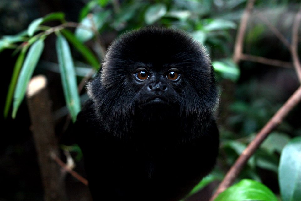 Goeldi's Marmoset taken at The Living Rain Forest in Berkshire UK.