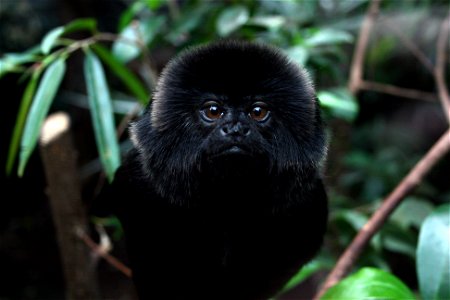 Goeldi's Marmoset taken at The Living Rain Forest in Berkshire UK.