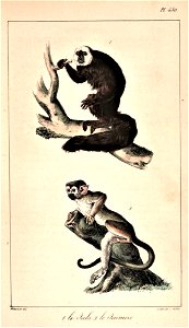 Pithecia pithecia & Saimiri sciureus