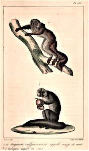 Pithecia monachus & Pithecia pithecia