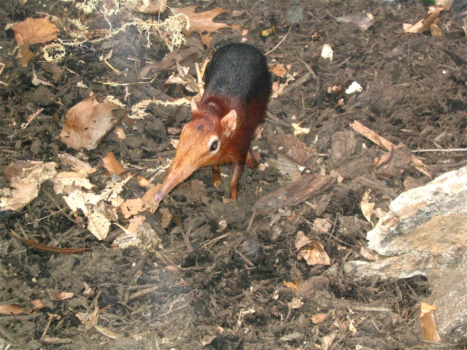 A picture of a male Black and Rufous Elephant Shrew at the National Zoo. The Elephant shrew is part of the small mammals exhibit at the zoo.
