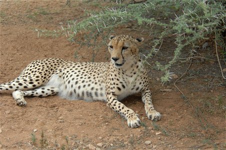 Unit: Combined Joint Task Force - Horn of Africa Photo by Tech. Sgt. Joe Zuccaro Date: 01.24.2009 Photo ID: 147321 Location: Camp Lemonier, DJ A cheetah rests in the shade at a refuge in Djibouti C photo