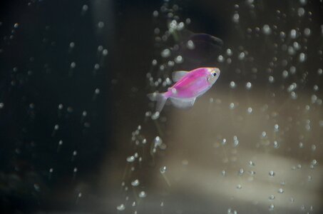 Fish in the water home decor undersea world