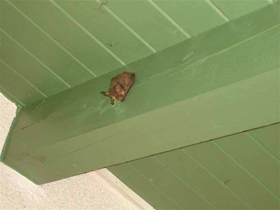 Fledermaus, Art unbekannt, aufgenommen im eigenen Haus