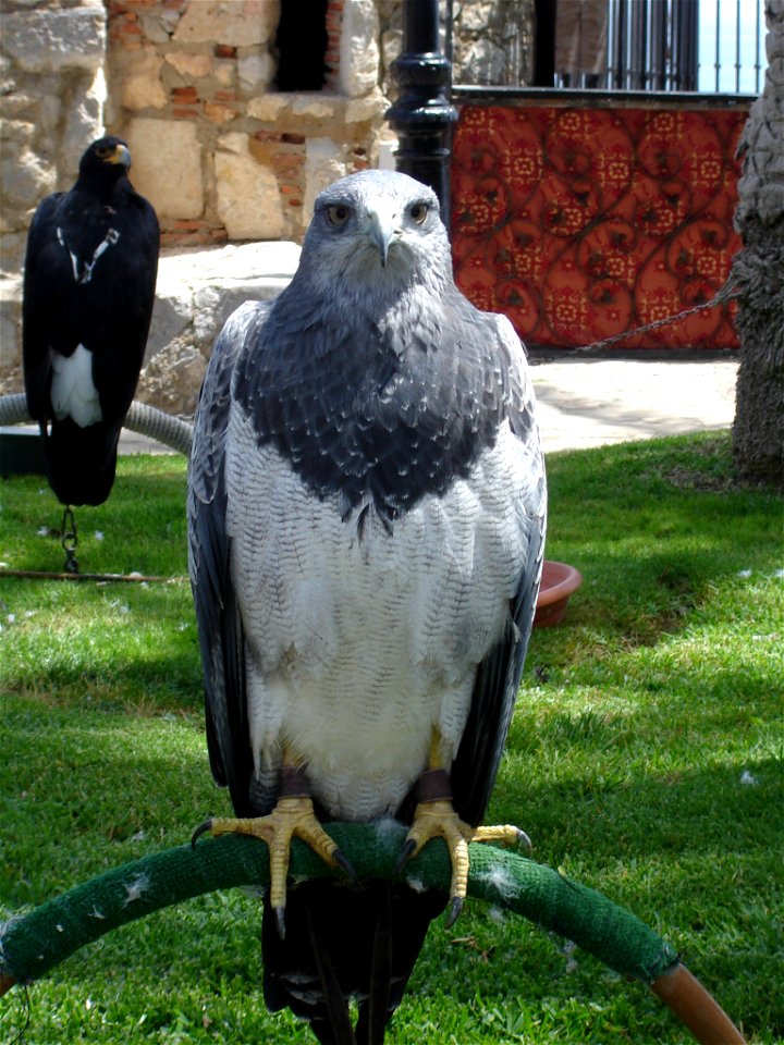 Black-chested Buzzard-eagle (Geranoaetus melanoleucus) (with Verreaux's Eagle in the background)