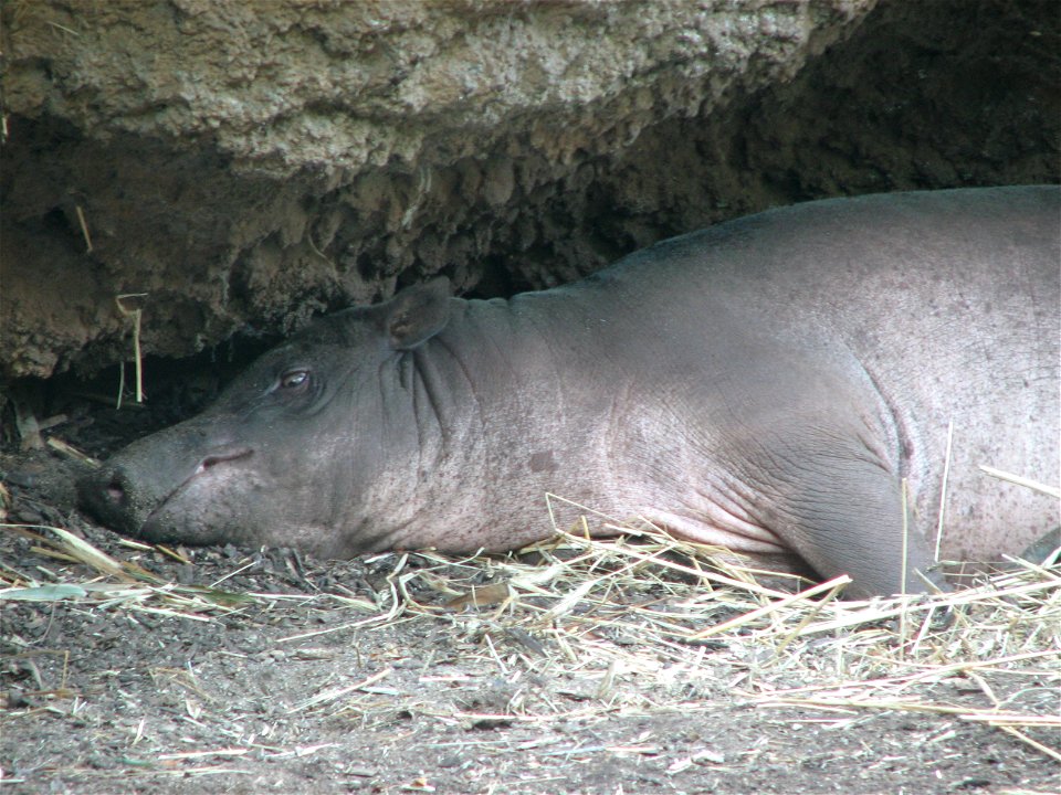 North Sulawesi babirusa (Babyrousa celebensis)