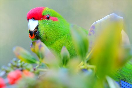 Kākāriki (red-crowned parakeet) eating a berry close-up