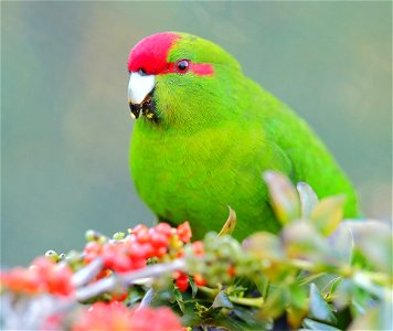 Kākāriki (red-crowned parakeet) eating berries