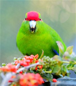 Kākāriki (red-crowned parakeet) looking while eating a berry photo