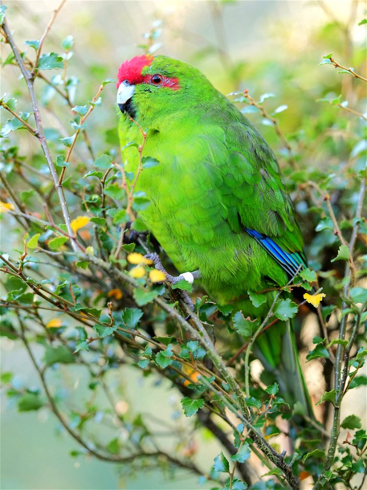 Kākāriki (red-crowned parakeet) perched in a shrub photo