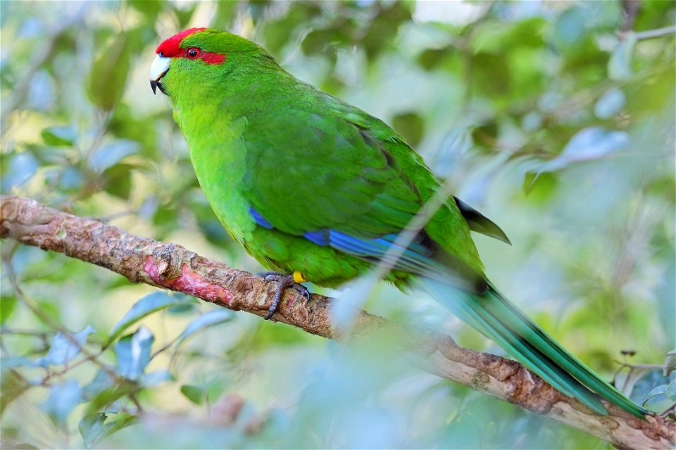 Kākāriki (red-crowned parakeet) sitting on a branch