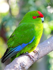 Kākāriki sitting on a branch (in enclosure), from the side photo