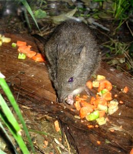 Long-nosed potoroo (Potorous tridactylus) eating vegetables at Sydney Wildlife World. Modified from source image to crop, remove distracting foreground elements, and sharpen.