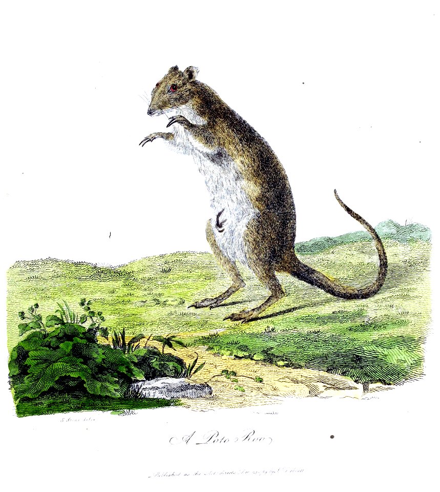 Illustration of an Australian marsupial, colour levels modified, page cropped, the species is curently named as Potorous tridactylus