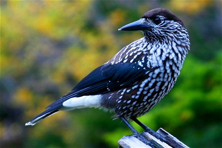A Spotted Nutcracker, as seen near Morskie Oko, in the Tatras National Park, in Poland.  (07 Oct 2007)