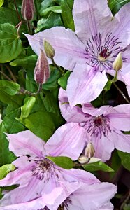 Large flowers white violet dark flower stamens photo