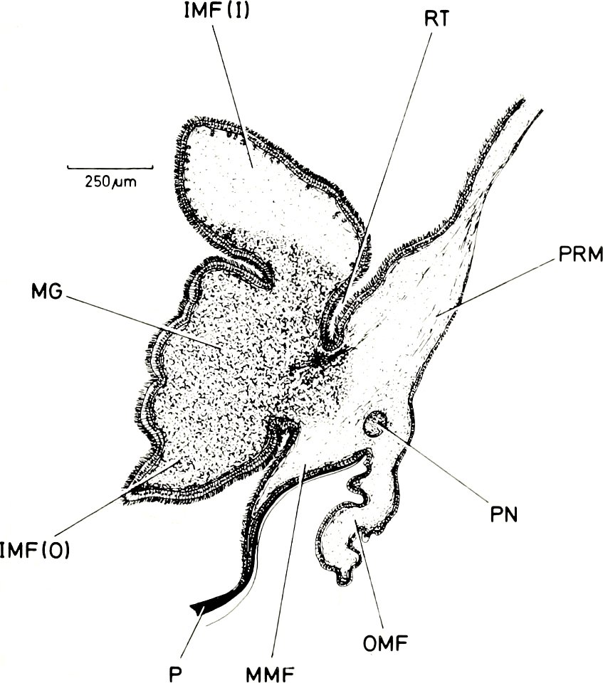 Perna viridis mantle
: American malacological bulletin
Identifier: americanmal4519861987amer (find matches)
Year: 1983 (1980s)
Authors: American Malacological Union
Subjects: Mollusks; Mollusks
Publis