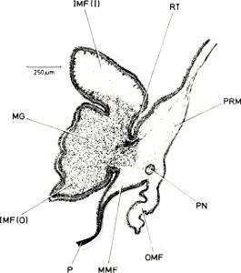 Perna viridis mantle
: American malacological bulletin
Identifier: americanmal4519861987amer (find matches)
Year: 1983 (1980s)
Authors: American Malacological Union
Subjects: Mollusks; Mollusks
Publis