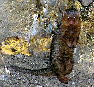 Dwarf mongoose Helogale parvula in Twilight World at Bristol Zoo, Bristol, England. Habitat: Africa.