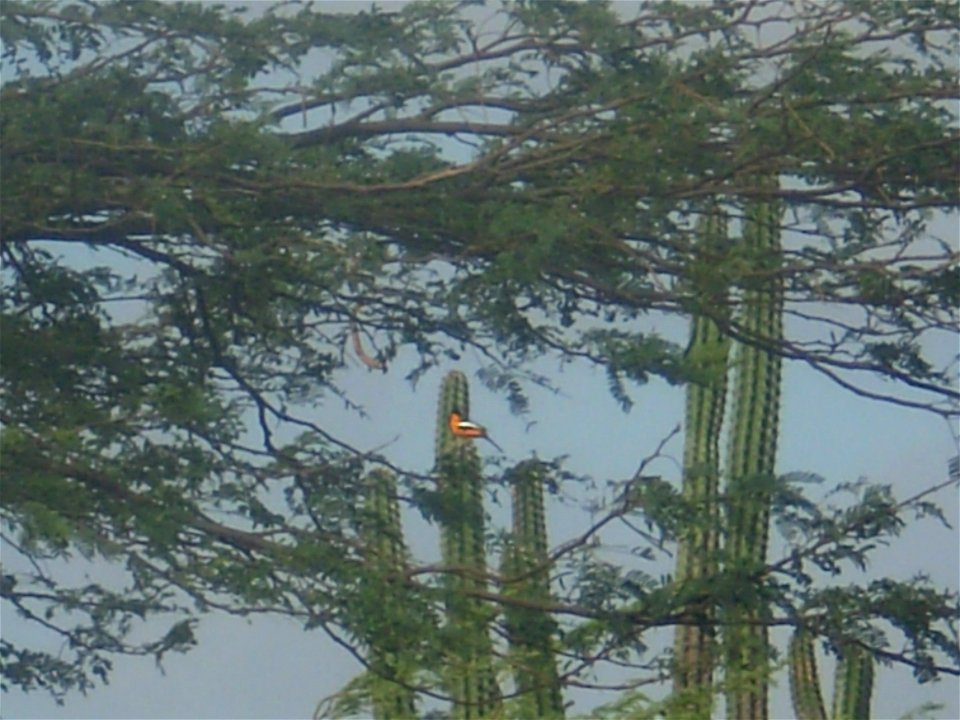 Un turpial en las cercanías del Monumento Natural Cerro Santa Ana, Falcón, Venezuela.