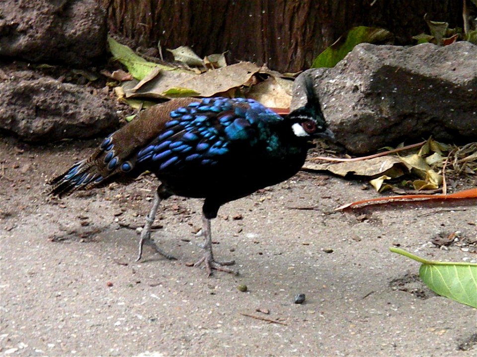 in de Filipijnenhal van Avifauna, Alphen aan de Rijn
