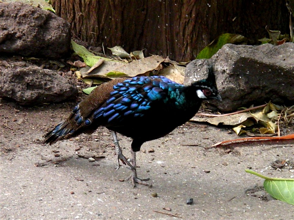 in de Filipijnenhal van Avifauna, Alphen aan de Rijn
