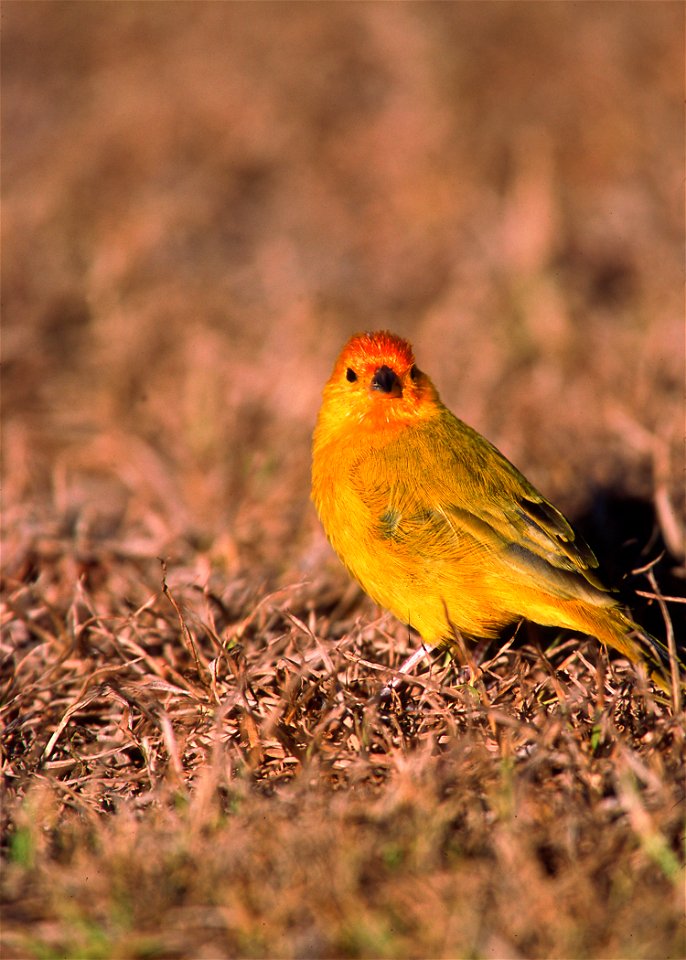 Saffron Finch - introduced to the Hawaiian Islands.