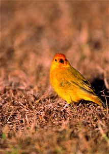 Saffron Finch - introduced to the Hawaiian Islands. photo