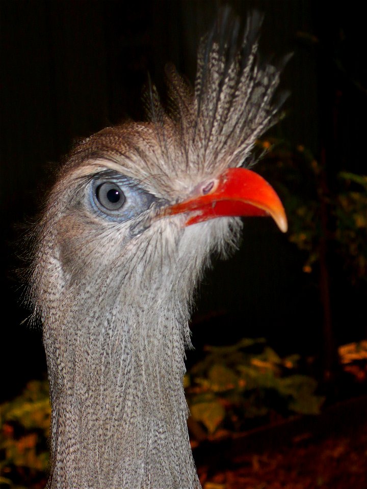 Red-legged seriema (Cariama cristata)