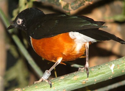 Superb Starling (Spreo superbus)