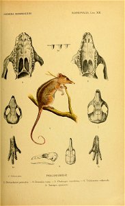GENERA MAMMALIUM 
MARSUPIALIA. Lám. XIII. 
A. Cabrera pinx. PHALANGERID^ 
l.D¡staechuruspennatus.-2.Drom¡clanana.-3. Phalanger maculatus. - 4. Trichosurus vulpécula. 

5. Tarsipes^ spenserae.
