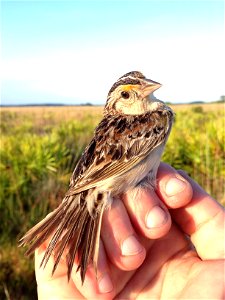 Adult Florida grasshopper sparrow photo