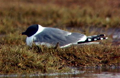 Larus sabini-USFWS photo