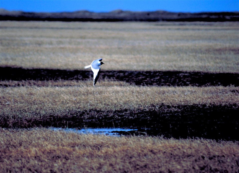 Larus sabini-flight-USFWS