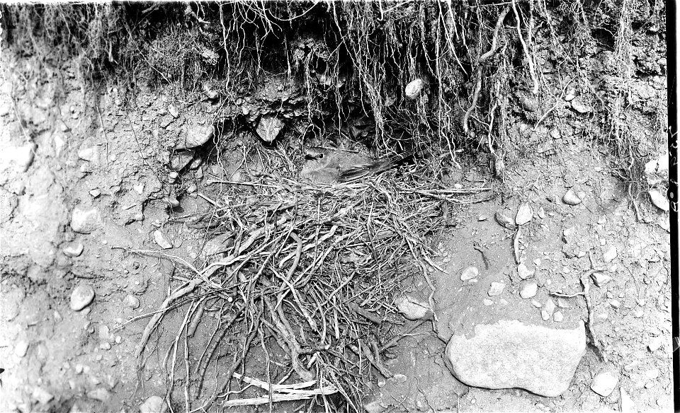 Townsend Solitaire on nest