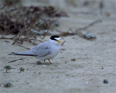 The . The California Least Tern is one of the smallest members of its family, averaging only 23 cm (9 in.) in length. Typically, these terns forage in shallow estuaries and lagoons, diving head first photo
