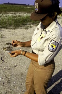 FWS Employee Examines California Least Tern Remains photo