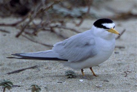 California Least Tern photo