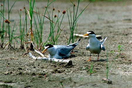 A nesting least tern pair in the sandbar habitat on the Missouri River below Gavins Point Dam. Yankton, South Dakota, USA.
