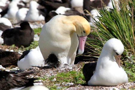 A male short-tailed albatross protects his chick. As of 2010, the short-tailed albatross population is estimated to be 1,200 birds. Of these, the total number of breeding age birds is thought to be ap