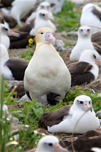This chick, hatched on Jan. 12, 2012, is the second short-tailed albatross ever known to hatch outside Japan. Its parents successfully fledged a chick on Midway in 2011. Midway Atoll National Wildlife photo