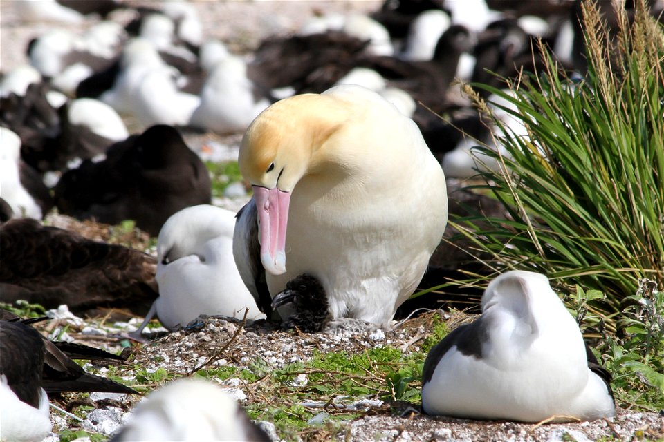 This male Short-tailed Albatross checks on his chick that hatched recently on Midway Atoll National Wildlife Refuge. As of 2010, the short-tailed albatross population is estimated to be 1,200 birds. O photo