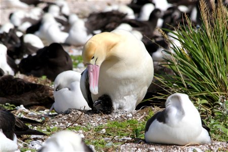 This male Short-tailed Albatross checks on his chick that hatched recently on Midway Atoll National Wildlife Refuge. As of 2010, the short-tailed albatross population is estimated to be 1,200 birds. O