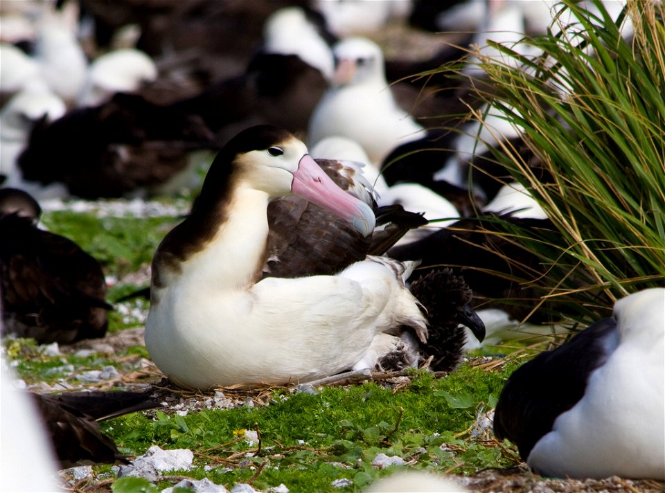 This is one of the first images of the female short-tailed albatross with her chick. The chick is the first to be hatched outside of Japan. As of 2010, the short-tailed albatross population is estimat photo