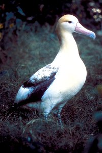 Short-tailed Albatross (Diomedea albatrus) photo