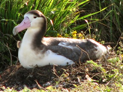 Short-tailed Albatross on its nest