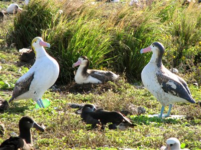 Short-tailed Albatross nesting at Midway Atoll National Wildlife Refuge