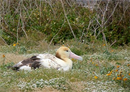 Once common, the short-tailed albatross was hunted for its feathers, meat and eggs, and was eliminated from its range except for a small cluster of Japanese islands. In 2011 a pair of short-tailed alb photo
