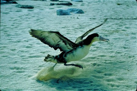 Immature Short-tailed Albatross photo